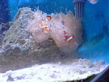 th_anenanefish.jpg