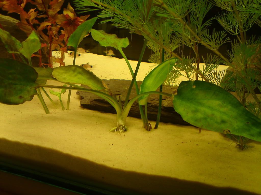 DSC00337.jpg