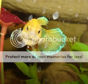 femalebettas017.jpg