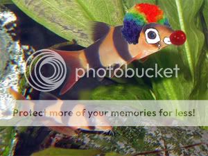 clown-fish.jpg