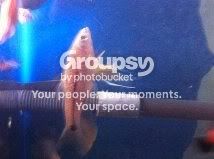 fish2.jpg