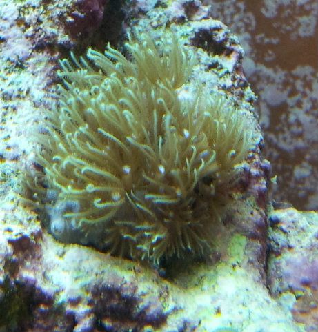 StarPolyps2.jpg