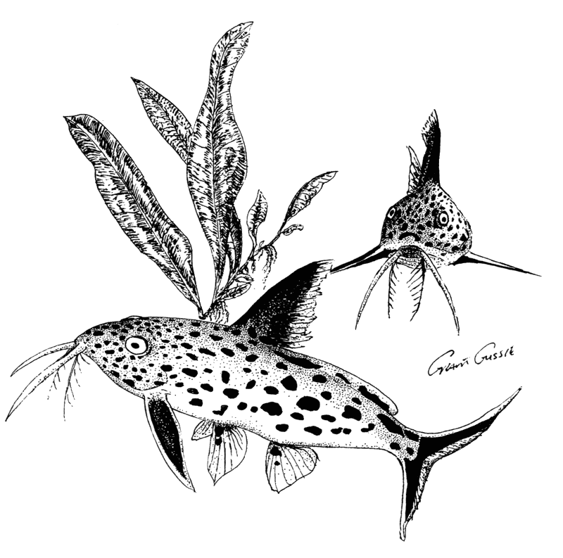 Synodontis_multipunctatus.gif
