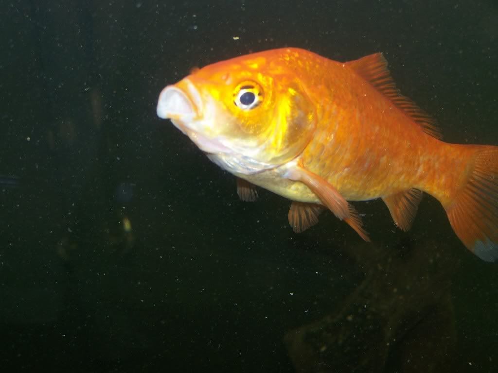 goldie.jpg