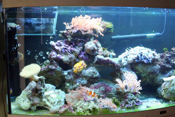 fishtank11thmay2010005.jpg