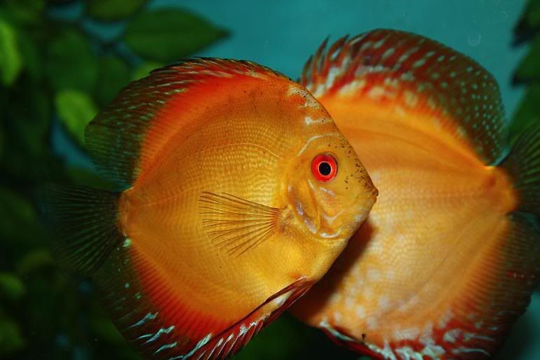 discus4-1.jpg