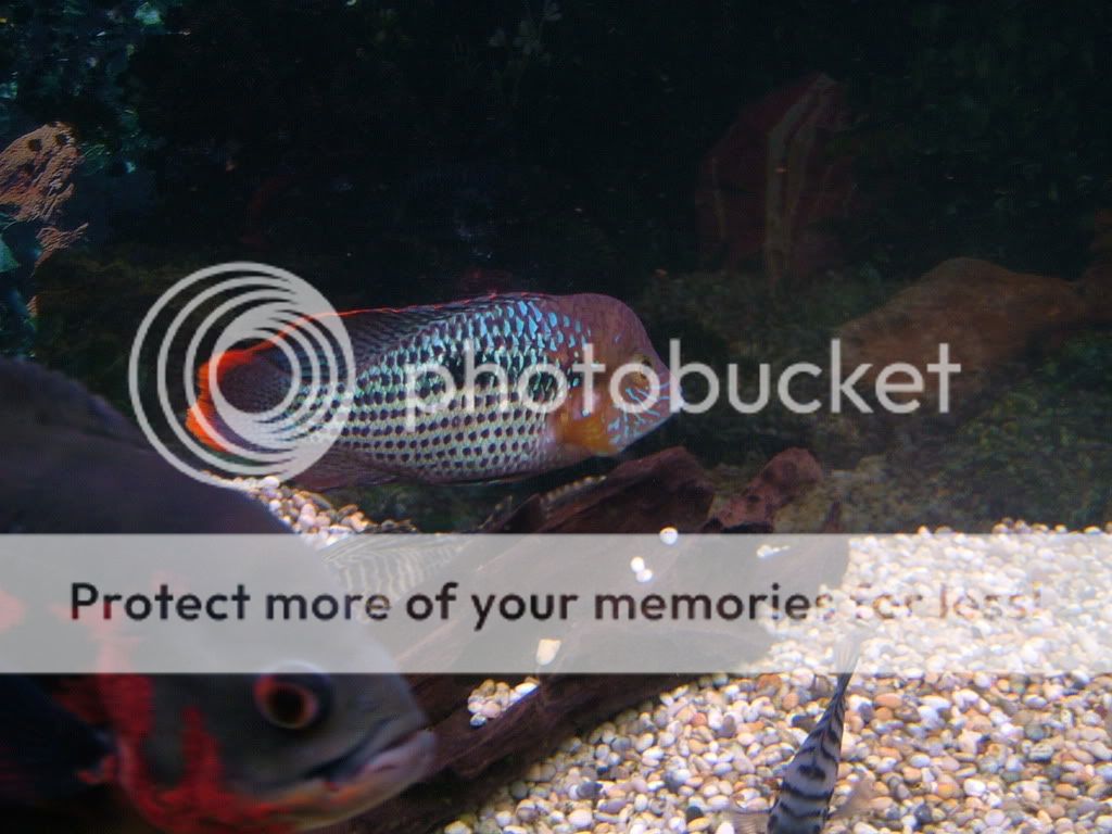 DSCF3811.jpg