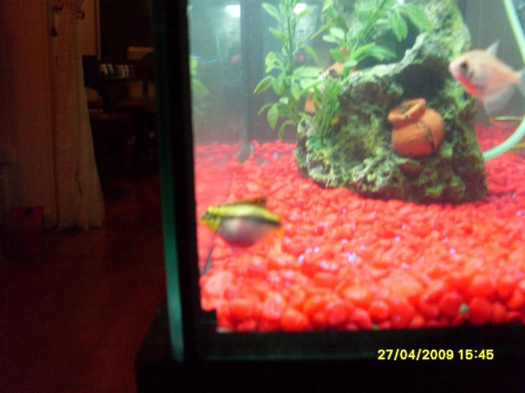 20galtetratank014.jpg