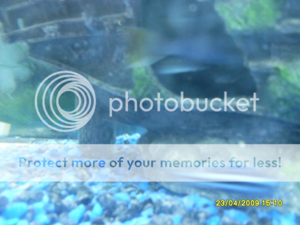 mycichlids002.jpg