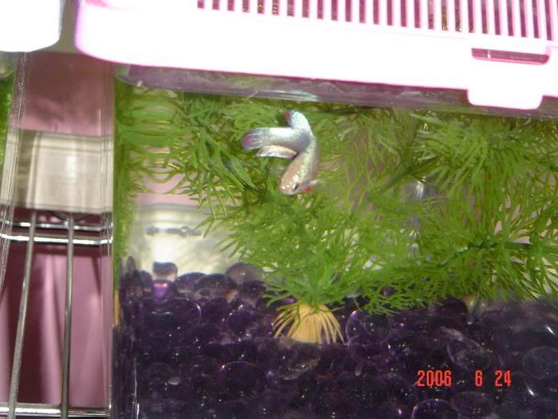 Bettas466.jpg