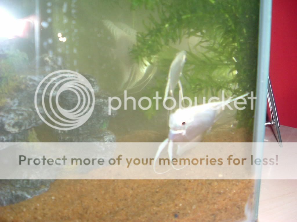 Fish010.jpg