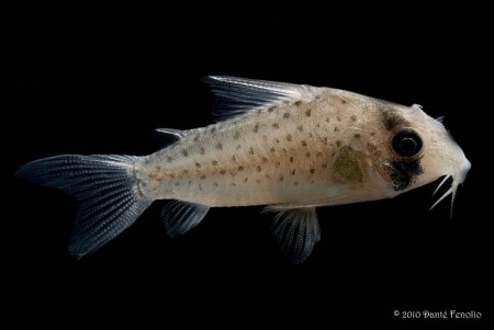 Corydoras-atropersonatus-450x301.jpg