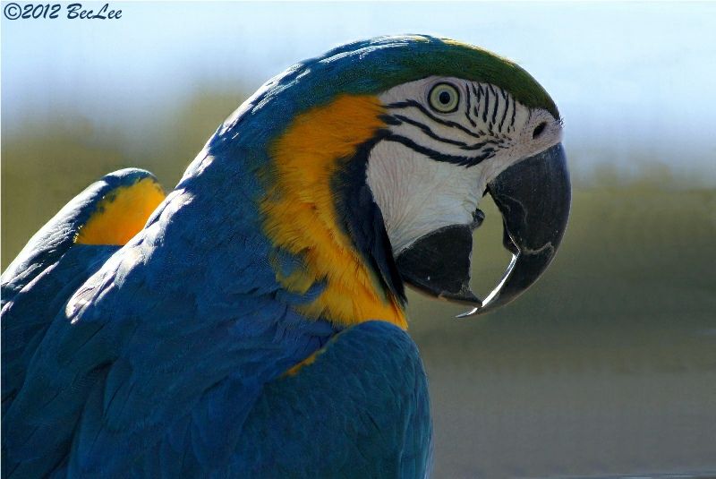 Macaw4thJul2012a.jpg