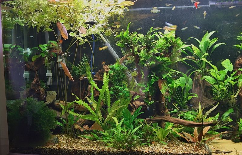 fishtank2013.jpg