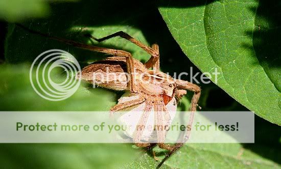wolfspider.jpg