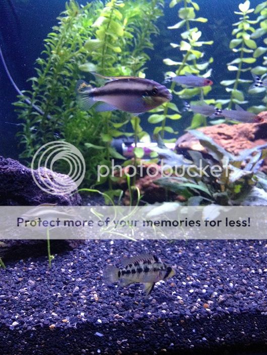 photo2_zpscef009f9.jpg