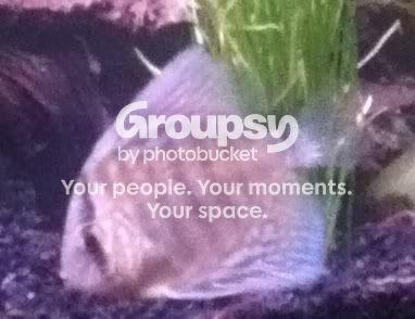 discus.jpg