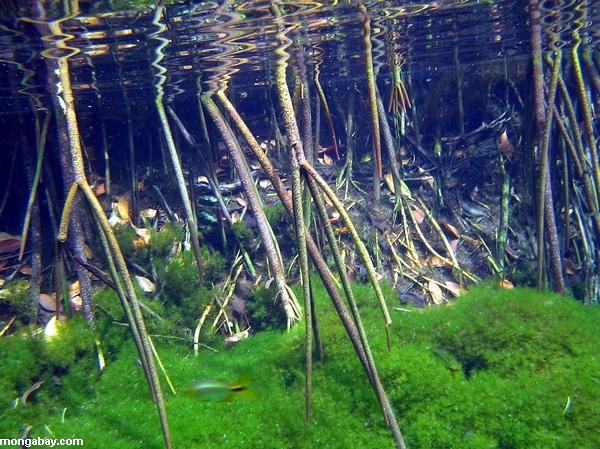 cenotes019.jpg
