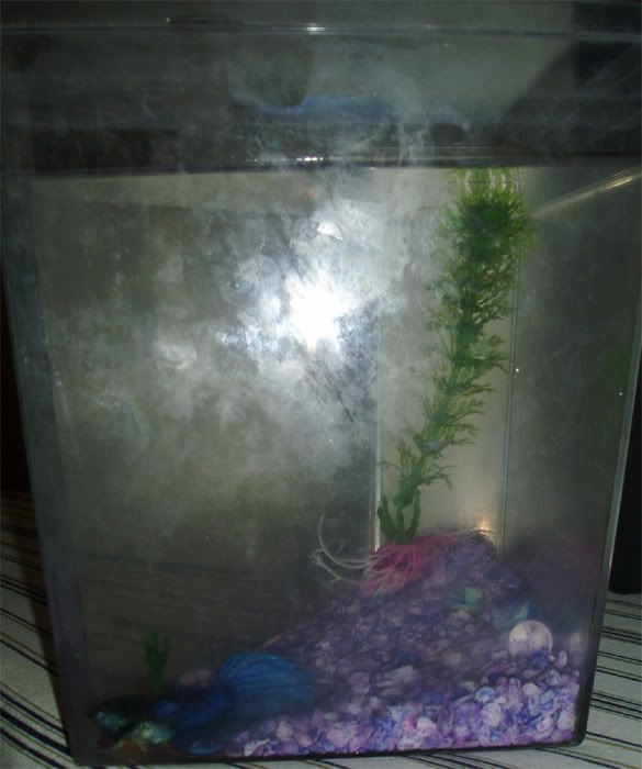 betta1.jpg