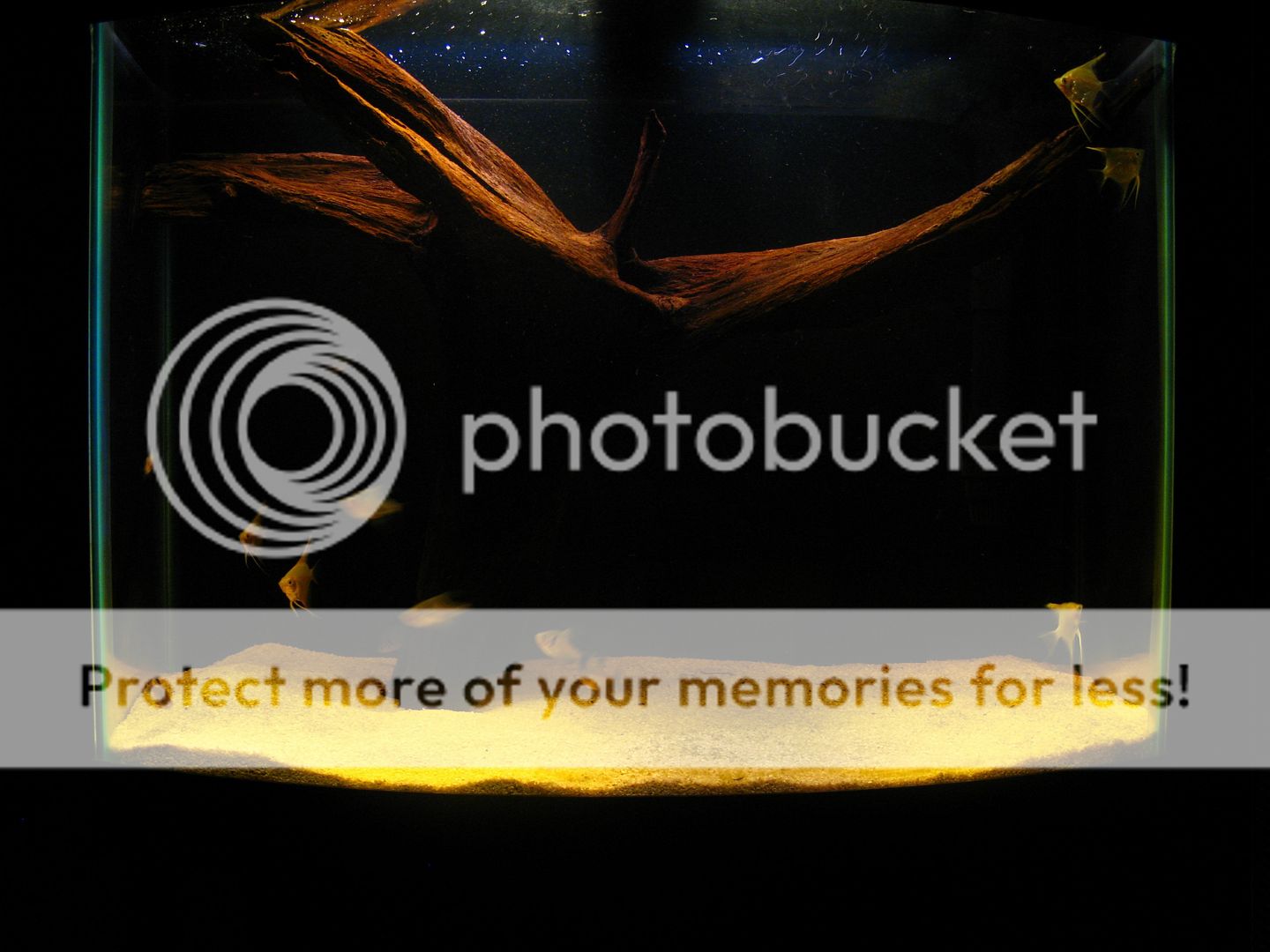 Picture785b.jpg