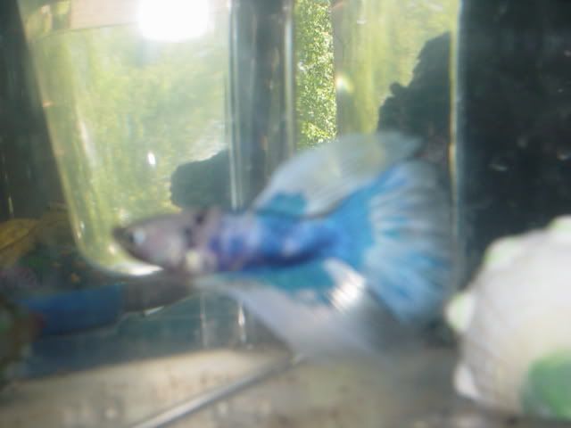 Fishyhomes008.jpg