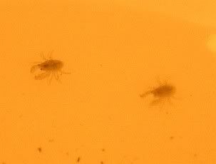 2-baby-aegla.jpg