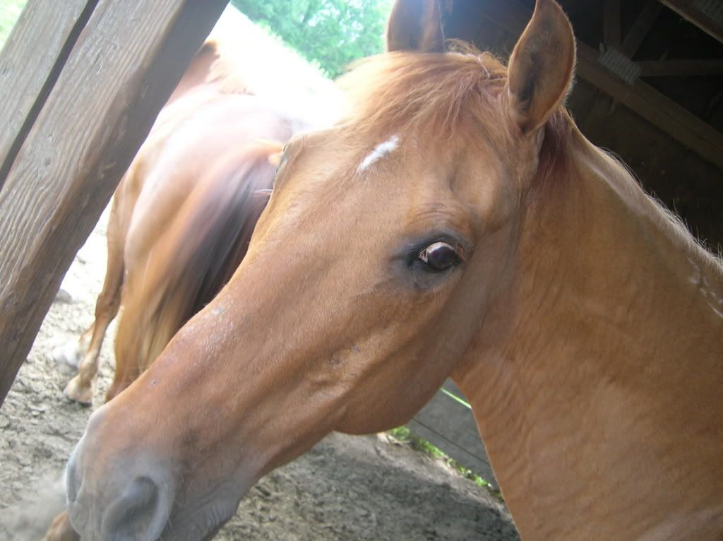 horse010.jpg