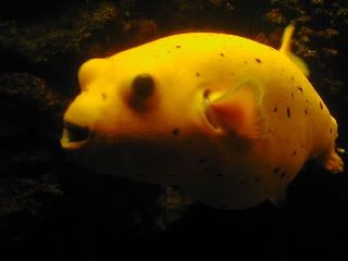 BIGPuffer2.jpg