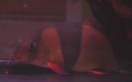 Clownloach1.jpg