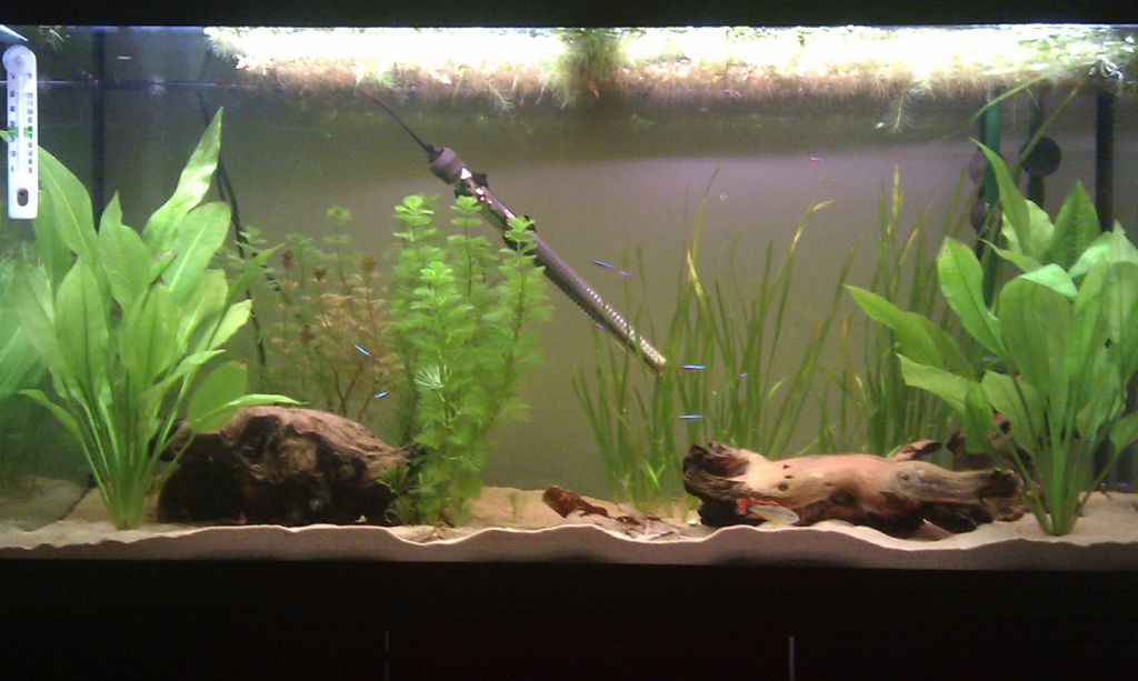 tank18Sept_zps7676b576.jpg