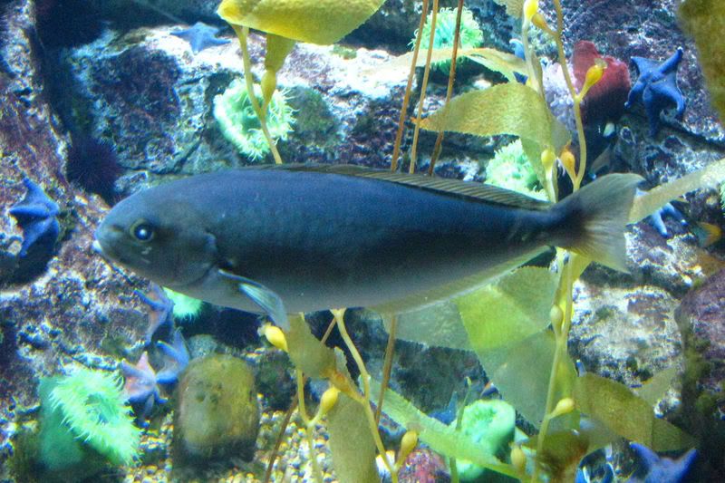 saltwater6.jpg