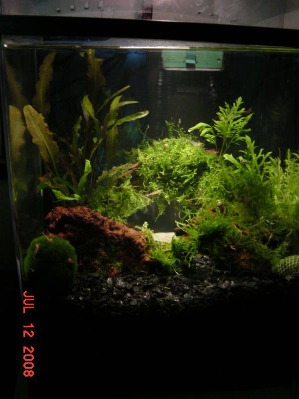 Shrimp001.jpg