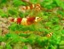 crystalredshrimp.jpg