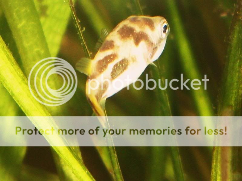 minipuffer099.jpg