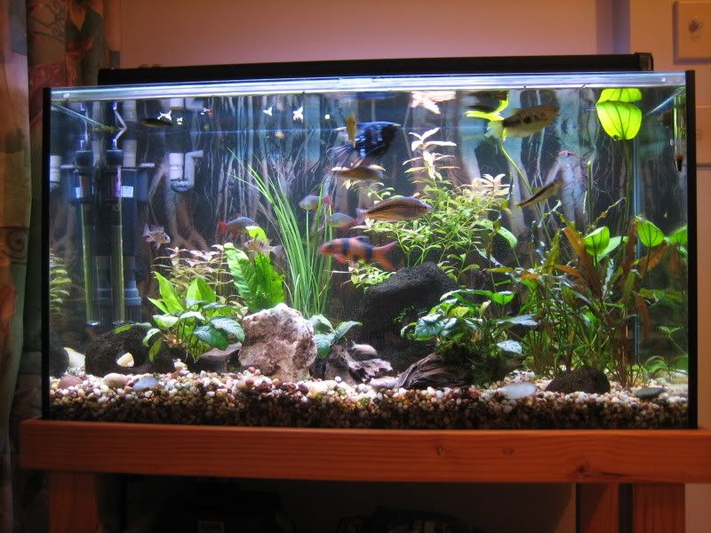 fish002.jpg