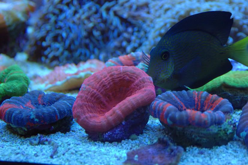 reef5.jpg
