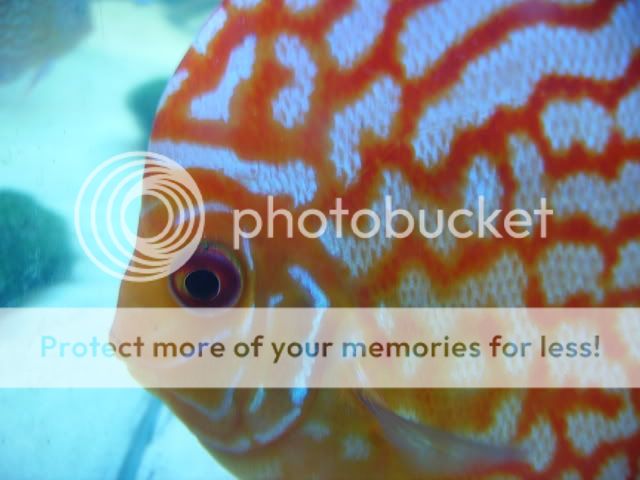 macro1060.jpg