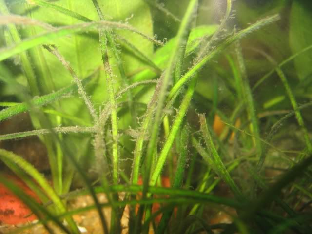 algae02.jpg