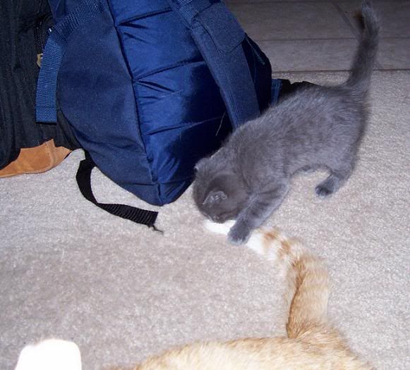 attacktail.jpg