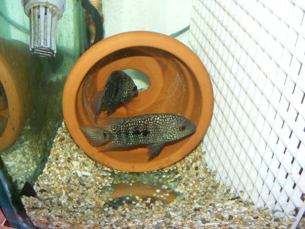 DSCF0778.jpg
