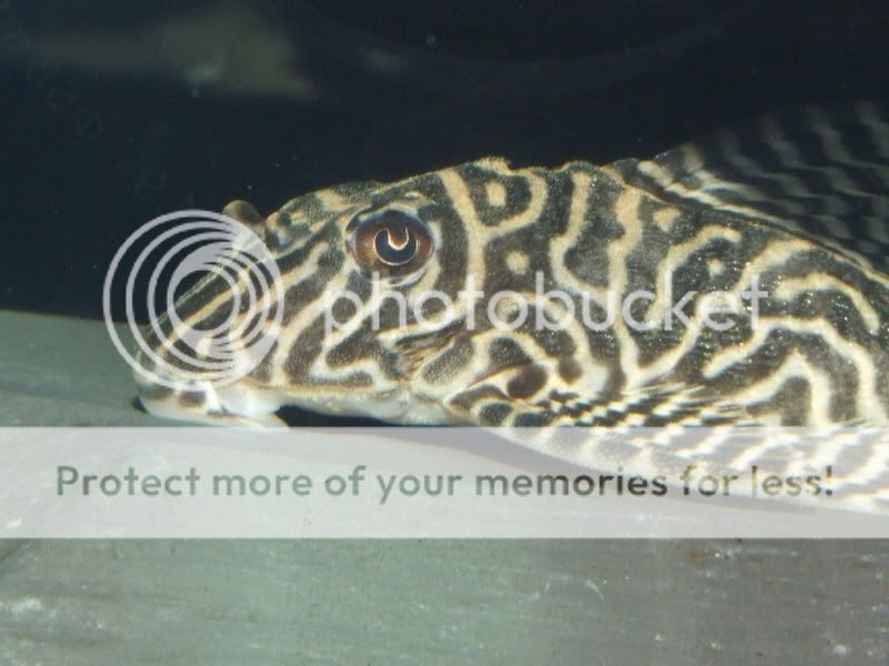 DSCF0479.jpg