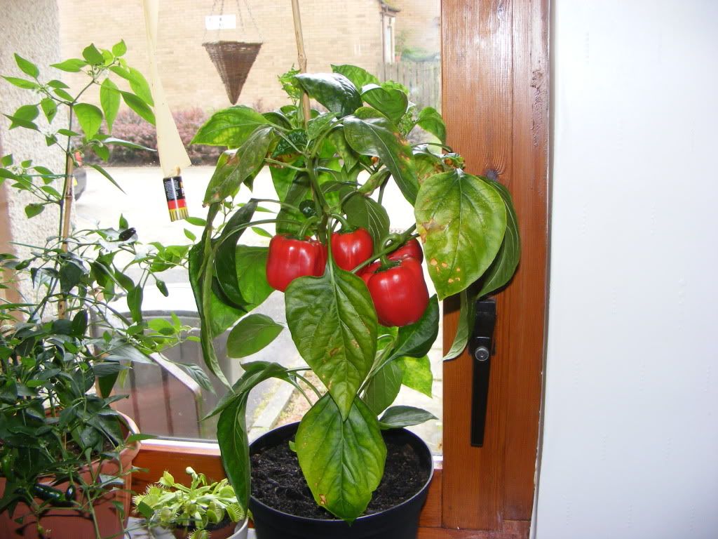 DSCF3208.jpg