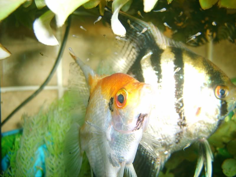 S5003002.jpg