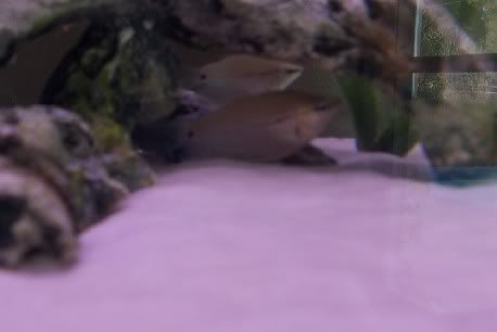 gourami2.jpg