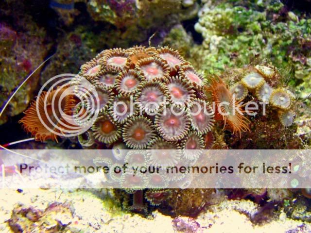 2009_0530Reef0027a.jpg