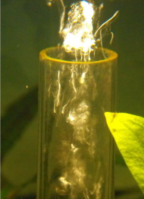 2010_0507algae0005.jpg