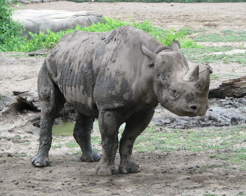 BlackRhinoceros.jpg