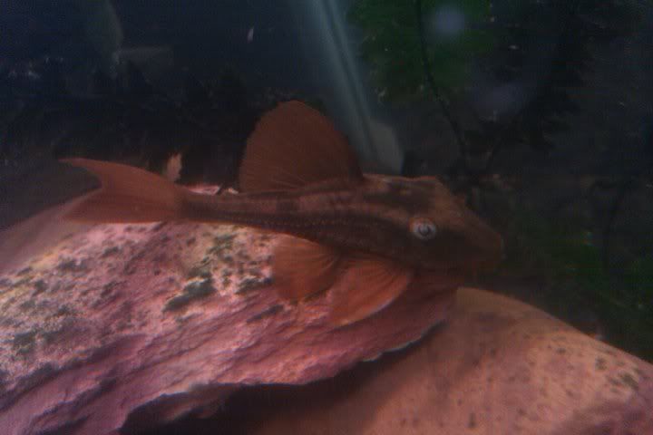 pleco.jpg