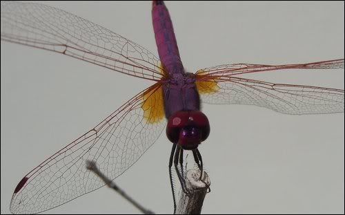 Dragonfly.jpg