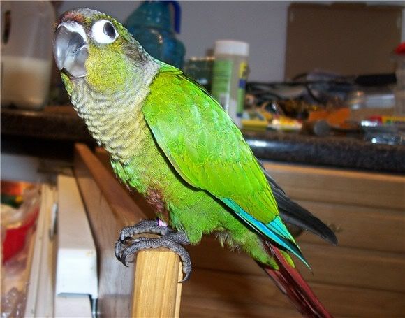conure4300705.jpg